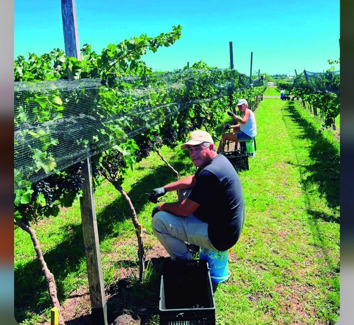 Bodega y Viñedo 28/20